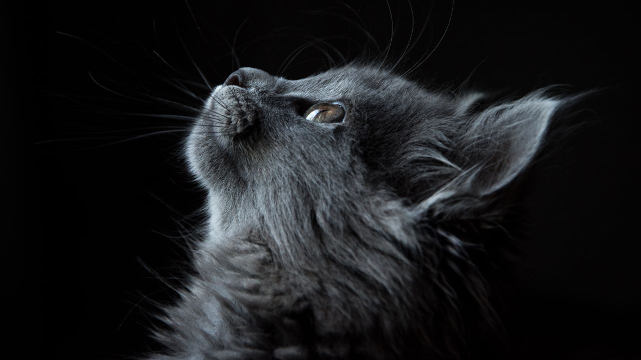 Cats Whiskers Turning Black