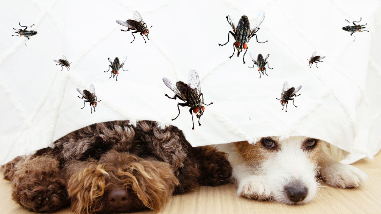 Dog Is Afraid of Flies