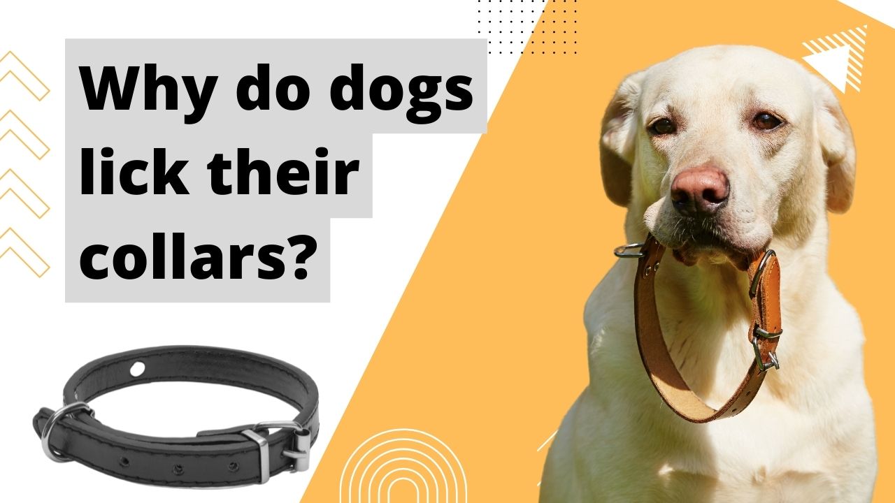 Why do dogs lick their collars