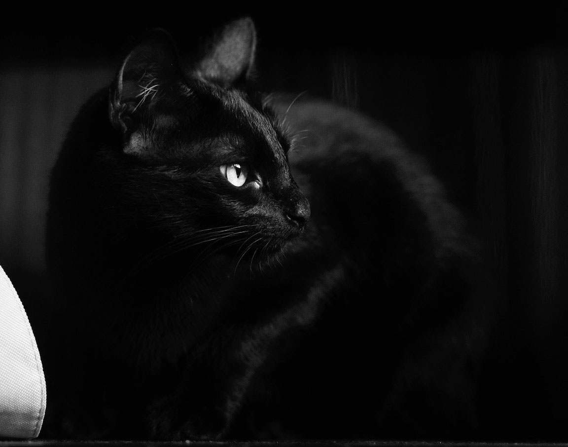 What Happens If Cats Are Left In A Dark House