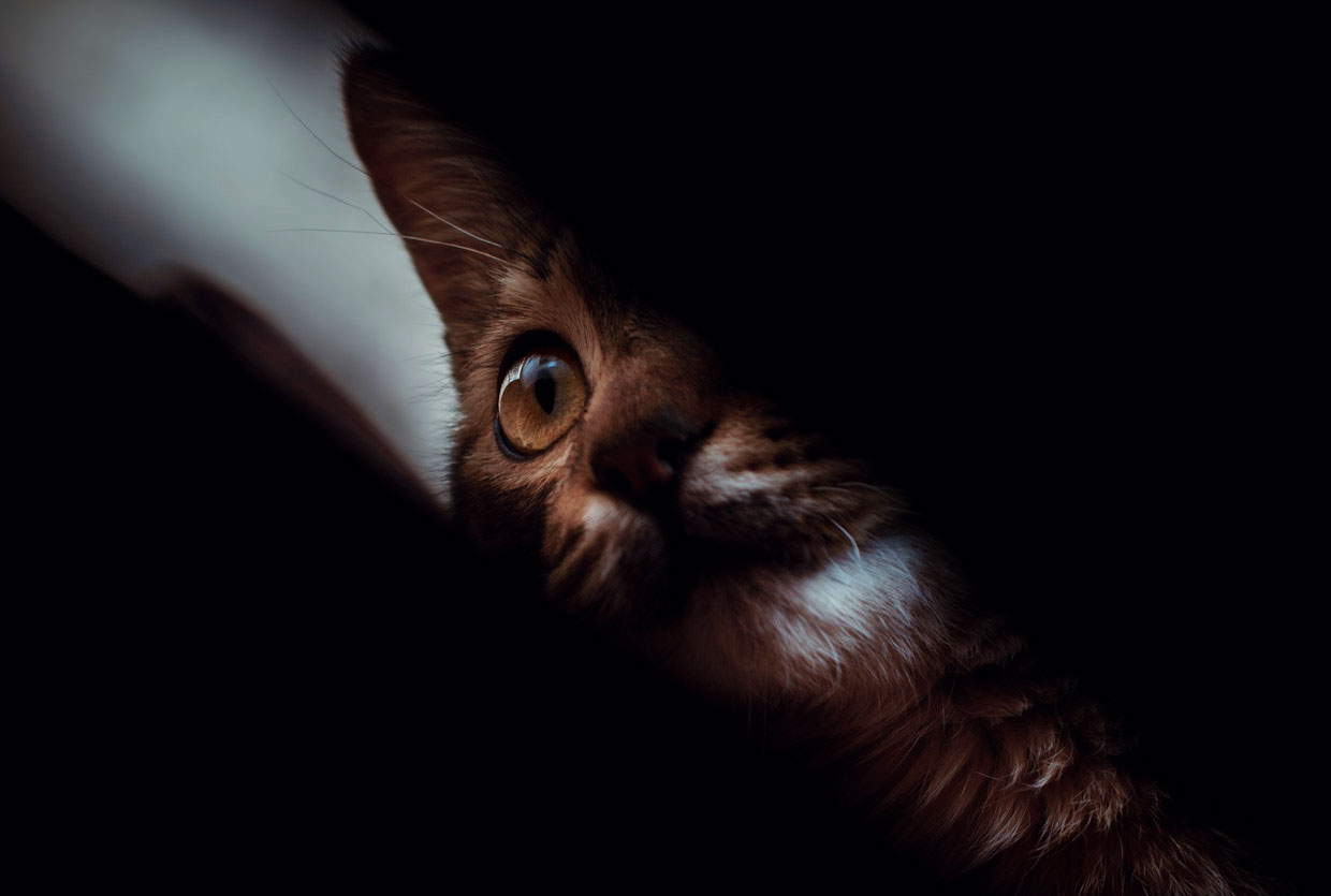 What Happens If Cats Are Left In A Dark House