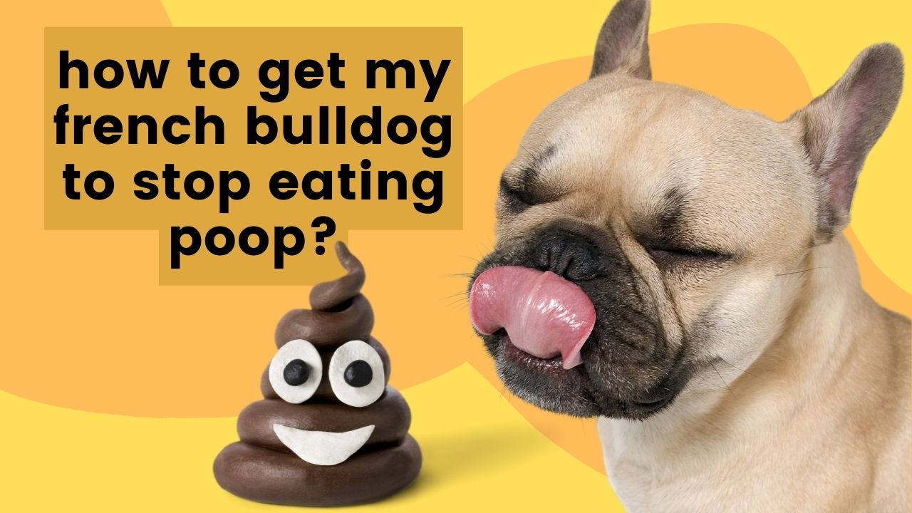 how to stop frenchie from eating poop