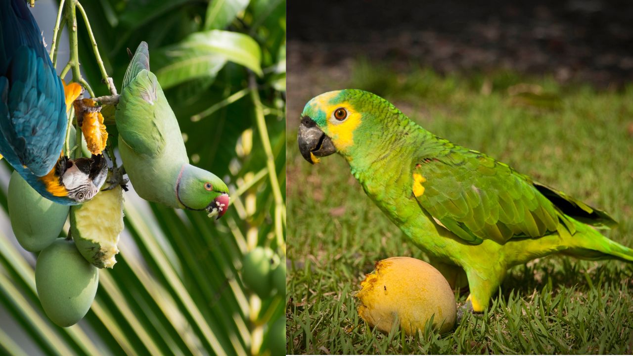 parrots eat mango