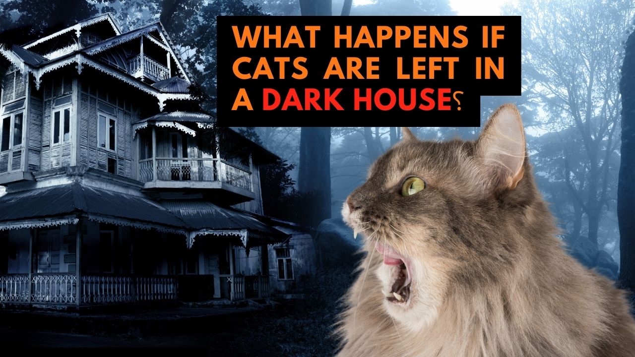 what happens if cats are left in a dark house
