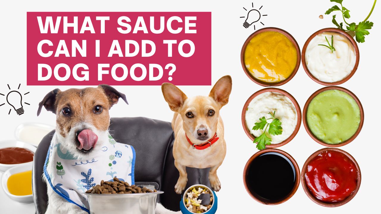 what sauce can I add to dog food
