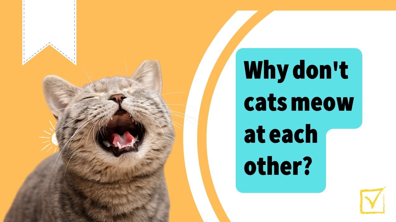 why cats don't meow to each other
