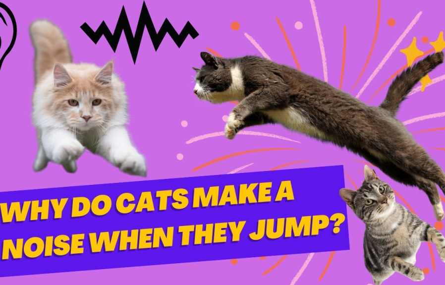 Why Do Cats Make A Noise When They Jump? 10 Reasons