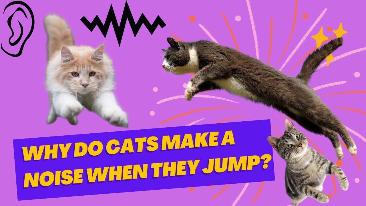 why do cats make a noise when they jump