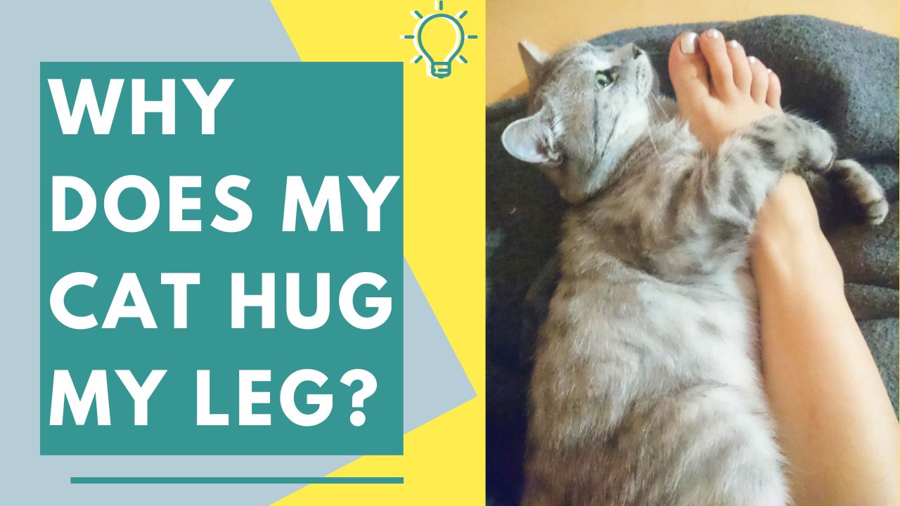 why does my cat hug my leg