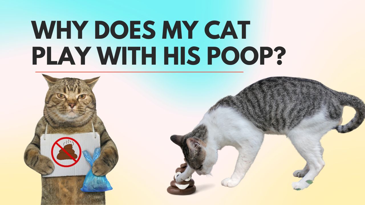 why does my cat play with his poop