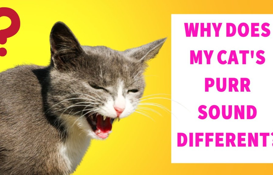 Is Your Cat’s Purr Sounding Strange? 10 Possible Reasons Why