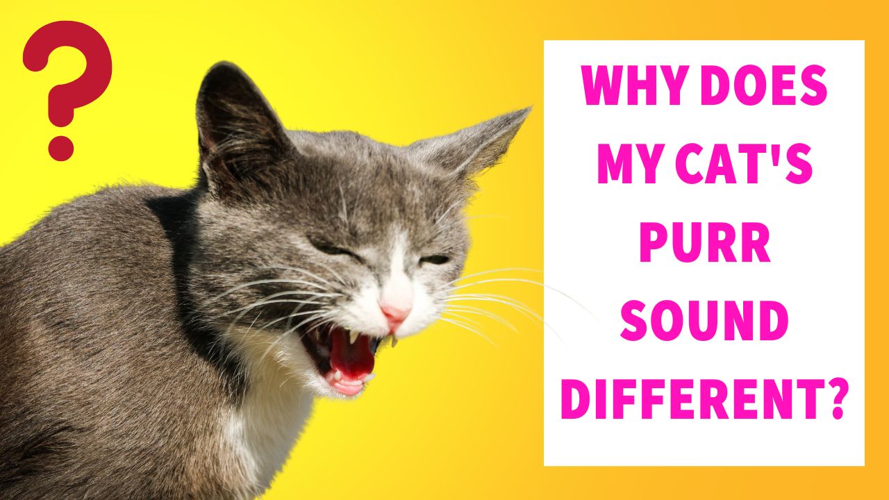 why does my cat's purr sound different