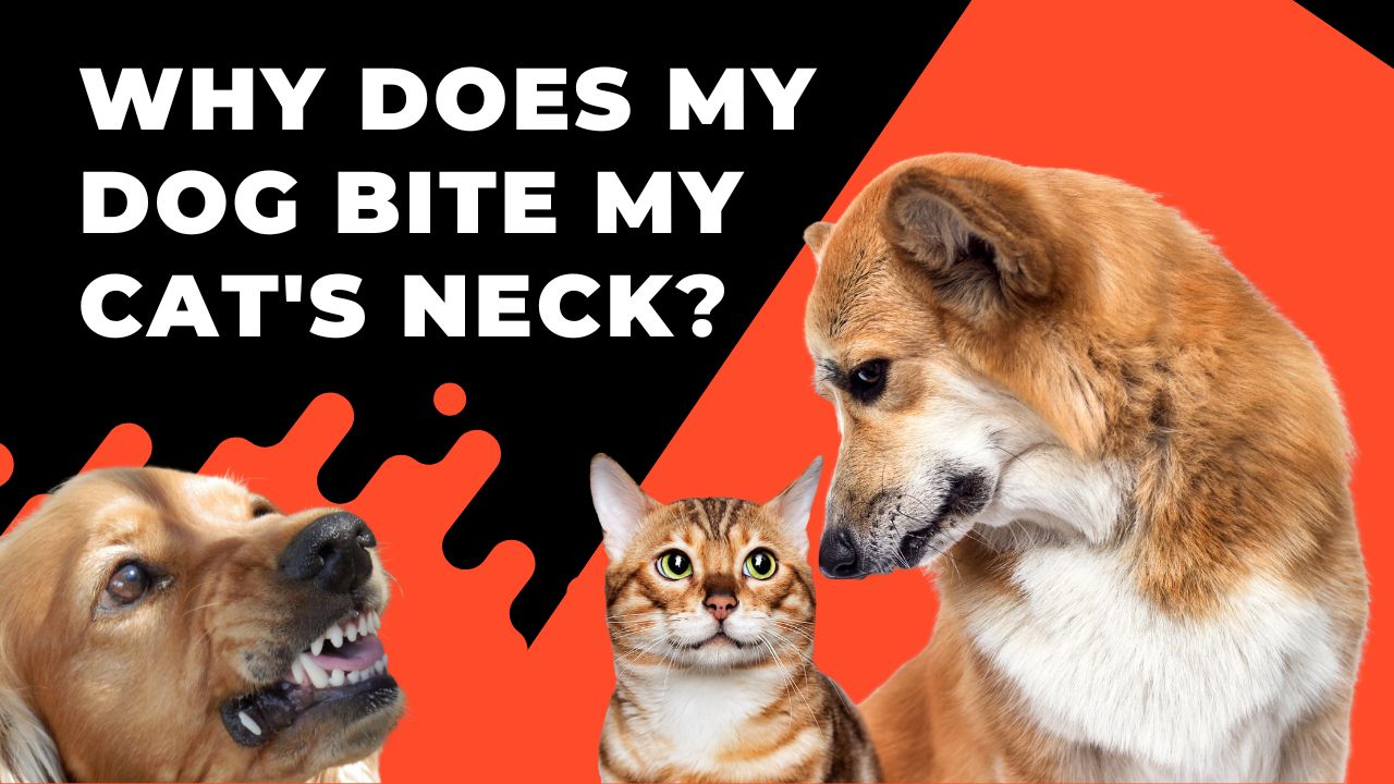 why does my dog bite my cat's neck