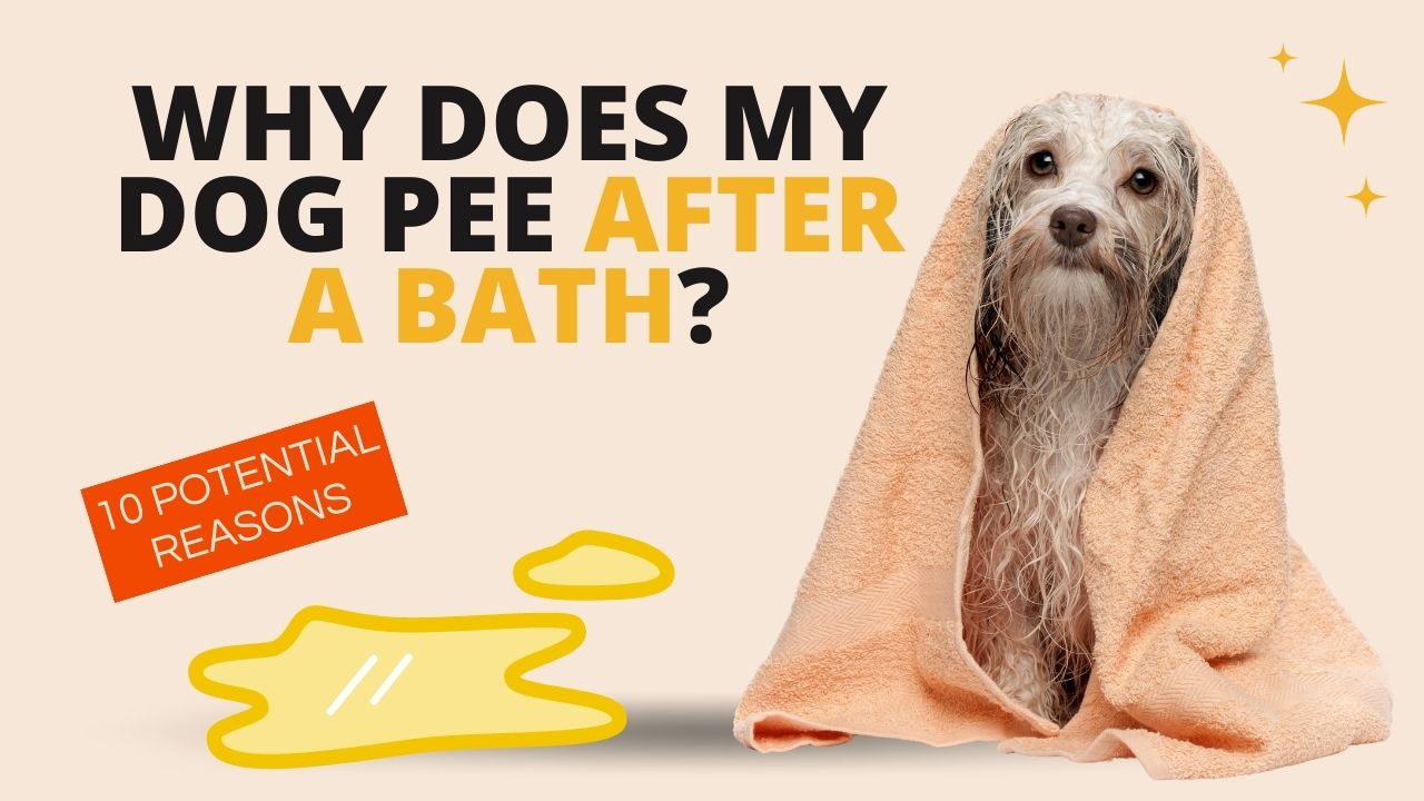 why does my dog pee after a bath