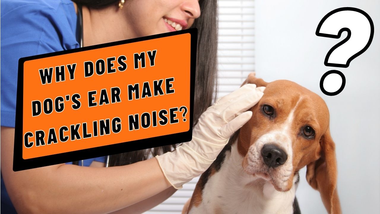 why does my dog's ear make a crackling noise