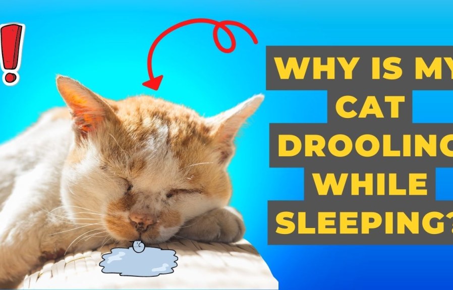 Why Is My Cat Drooling While Sleeping? 20 Reasons Why