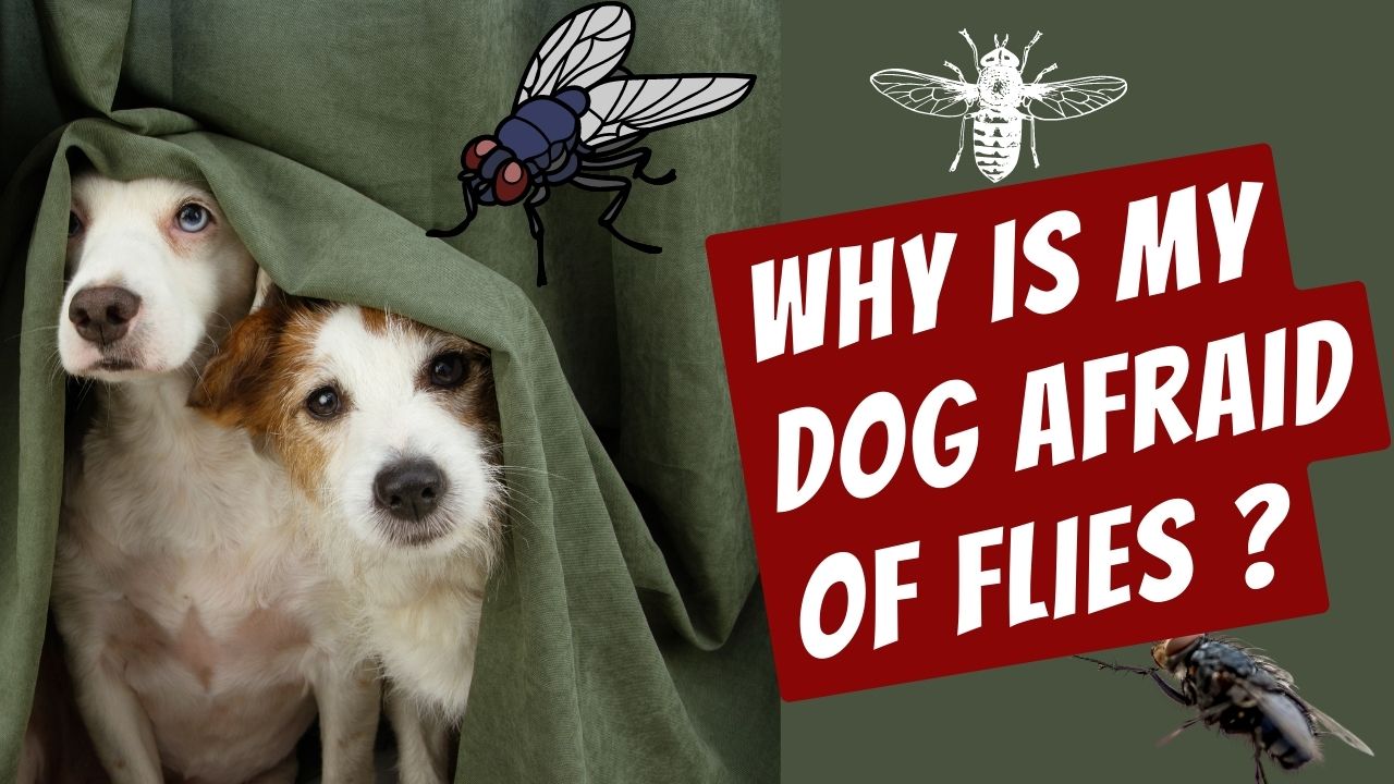 why is my dog afraid of flies