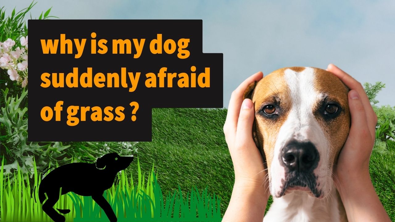 why is my dog suddenly afraid of grass