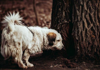 A Comprehensive Guide:Why Your Dog is Peeing More Than Usual