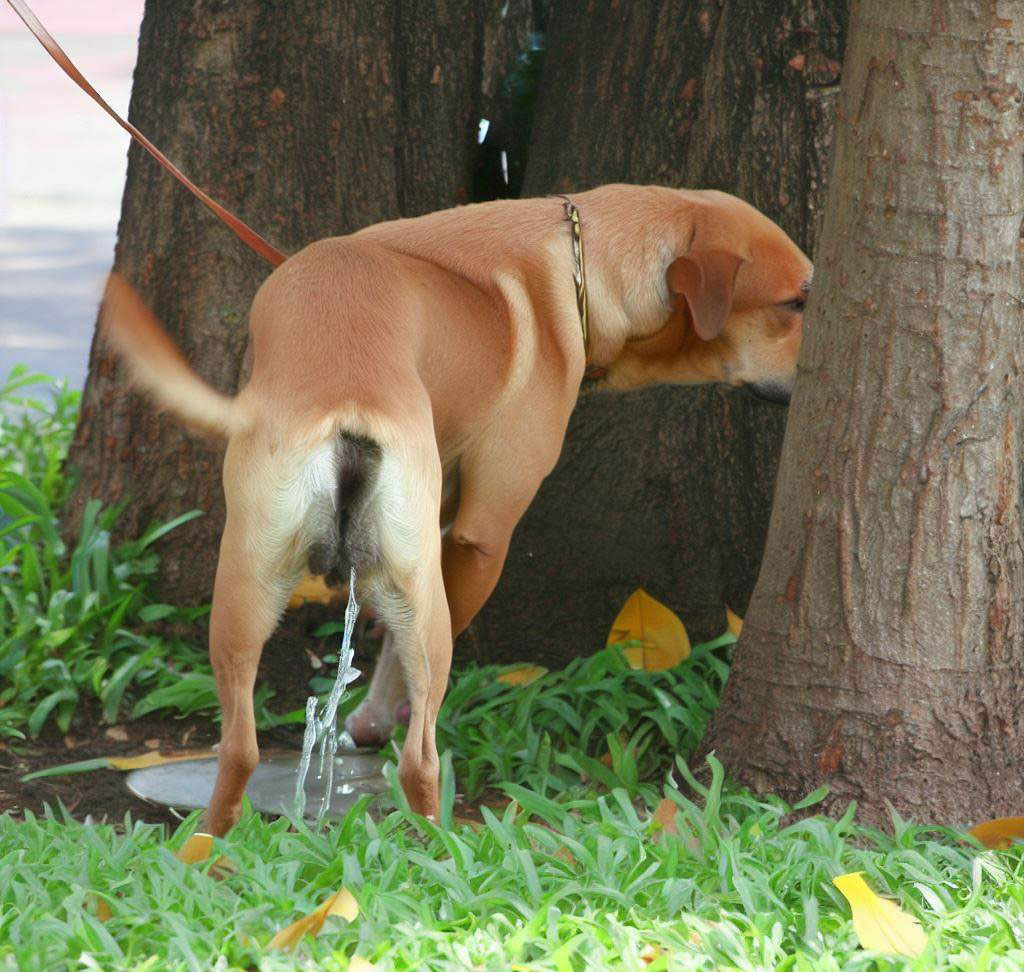 Dog peeing tree
