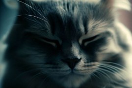 why is my cat quiet all of a sudden? 7 Reasons